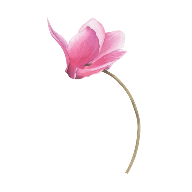 Image vectorielle d'une fleur de cyclamen rose dans un style botanique aquarelle Éléments floraux pour la décoration