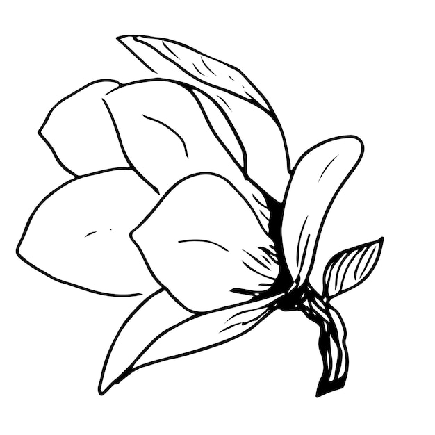 Image Vectorielle De Fleurs De Magnolia Illustration Florale Botanique Ensemble Dessiné