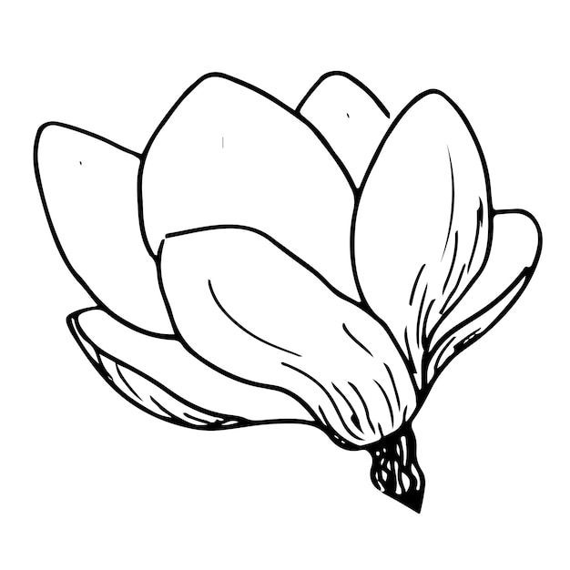 Image Vectorielle De Fleurs De Magnolia Illustration Florale Botanique Ensemble Dessiné