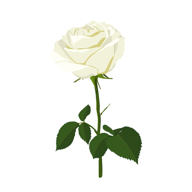 Image vectorielle d'une rose blanche en fleur, fleur blanche de jardin sur une tige avec des bourgeons et des feuilles