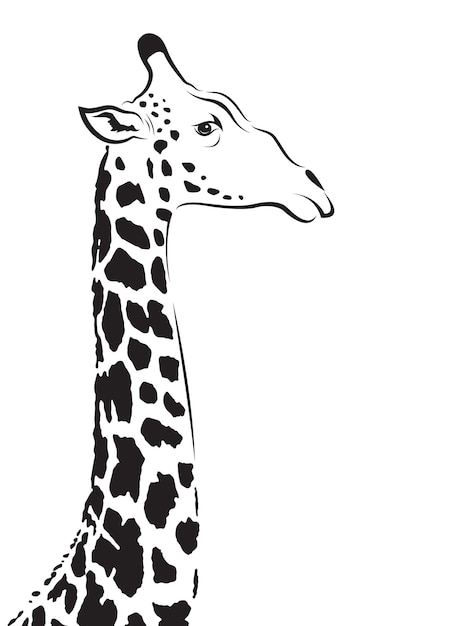 Image Vectorielle D'une Tête De Girafe Sur Fond Blanc