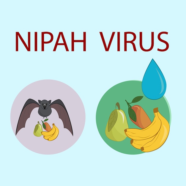 Infection causée par le virus nipah (niv), qui est un virus dangereux transmis par les chauves-souris.