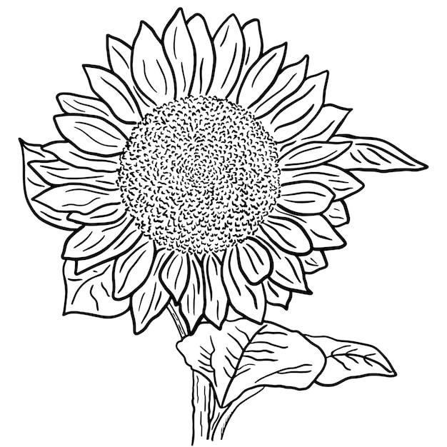 Inflorescence de tournesol d'illustration avec des feuilles sur un fond blanc.