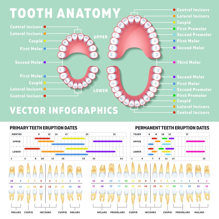 Vecteur infographie d&#39;anatomie dentaire humaine orthodontiste avec des diagrammes de dents.