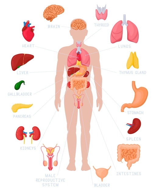 Infographie De L'anatomie Humaine. Noms Et Emplacement Des Organes Internes Anatomiques, Reins, Cœur Et Cerveau