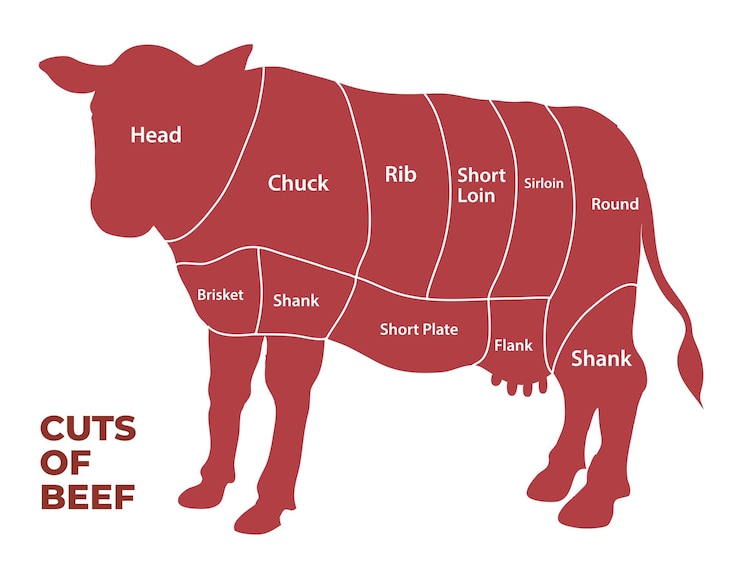 Vecteur infographie sur les coupes de viande bovine
