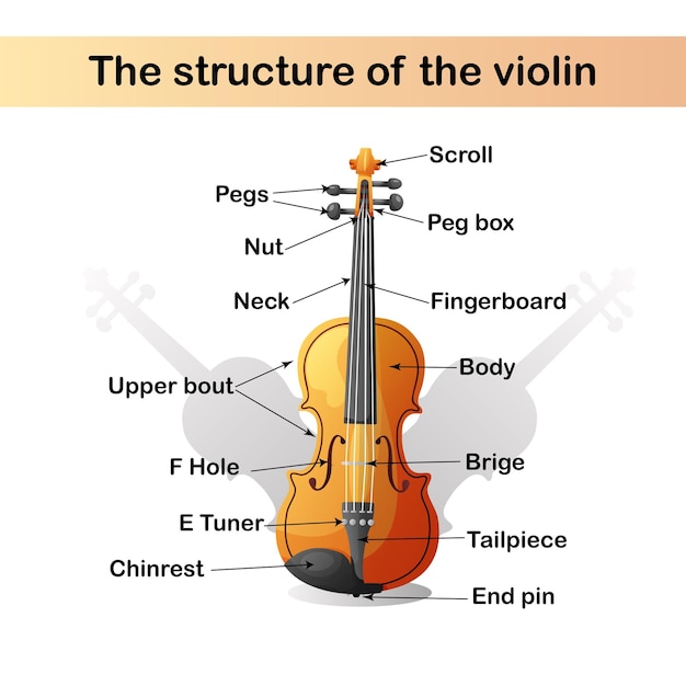 Infographie Du Violon La Structure D'un Instrument De Musique Démonter Un Violon Matériel D'apprentissage