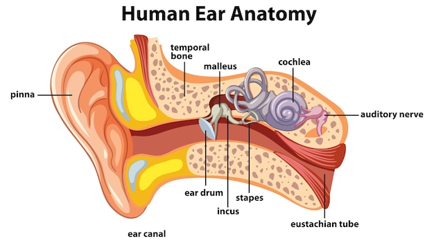 Vecteur infographie éducative sur l'anatomie de l'oreille humaine