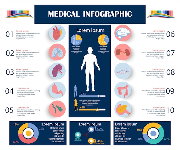 Infographie Médicale, Corps Humain Avec Des Organes.