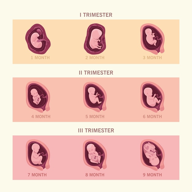 Vecteur infographie de neuf fœtus