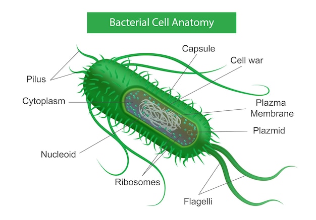 Infographie Des Parties De Bactéries Avec Vue De Profil Réaliste Du Microbe Vert Avec Des Légendes De Texte Pour Certaines Couches Illustration Vectorielle