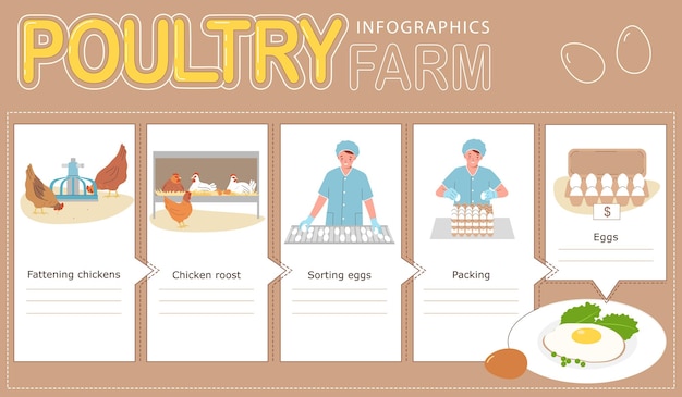 Infographie Plate De Production D'oeufs D'usine De Volaille Avec Illustration Vectorielle De Processus De Tri Et D'emballage De Poulets D'engraissement