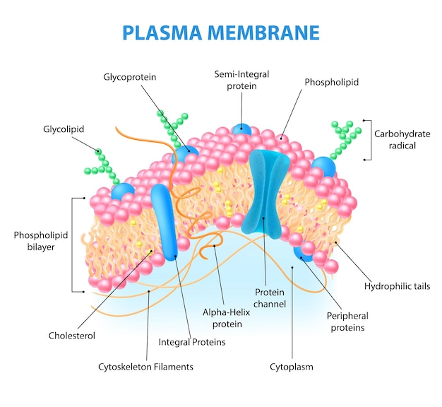 Vecteur infographie réaliste de l'anatomie des cellules humaines avec diagramme montrant la structure de la membrane plasmique avec illustration vectorielle d'éléments étiquetés