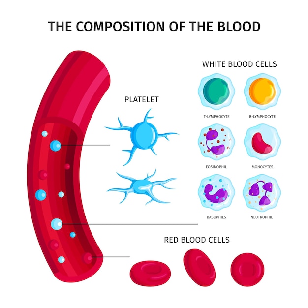 Vecteur infographie de types de cellules sanguines avec illustration d & # 39; artères de tuyau rouge