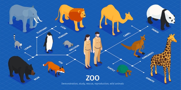 Vecteur infographie de zoo isométrique avec personnages humains isolés animaux exotiques de diverses zones climatiques et illustration de légendes de texte