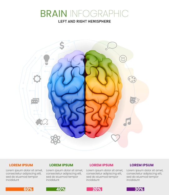 Infographies du cerveau humain dans un style réaliste