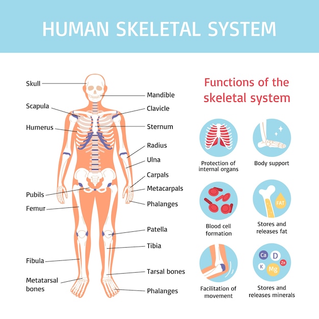 Vecteur infographies du corps humain et des organes en design plat