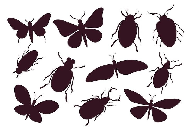Vecteur insecte mignon coléoptère bug papillon mouche concept isolé illustration de conception graphique plate