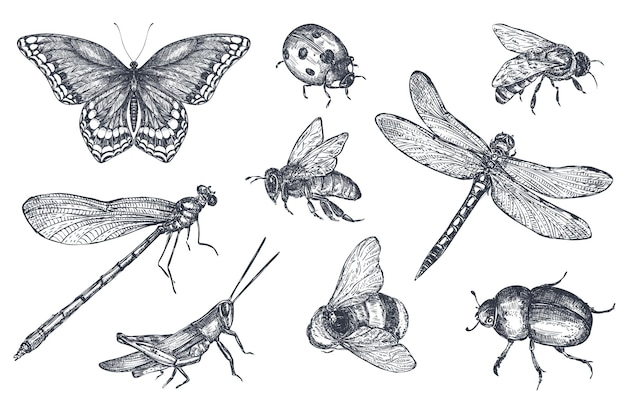 Vecteur les insectes esquissent des icônes décoratives avec libellule, mouche, papillon, scarabée, sauterelle. illustration vectorielle dessinés à la main dans le style de croquis.