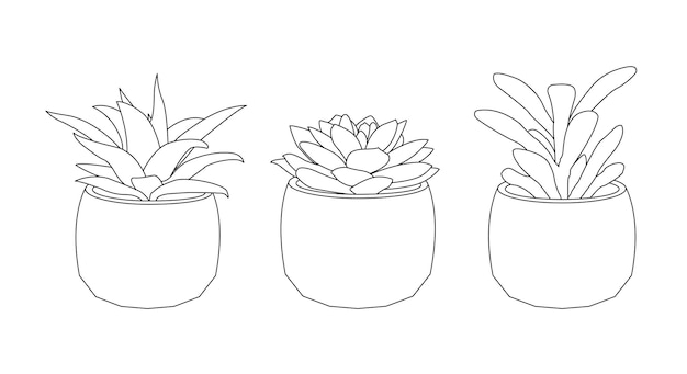 Intérieur écologique avec plantes succulentes dans un style linéaire simple Trait modifiable Illustration vectorielle