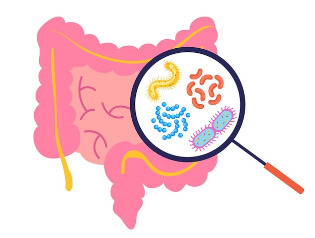 Vecteur intestin avec loupe à la recherche de bactéries flore conception graphique de concept digestif