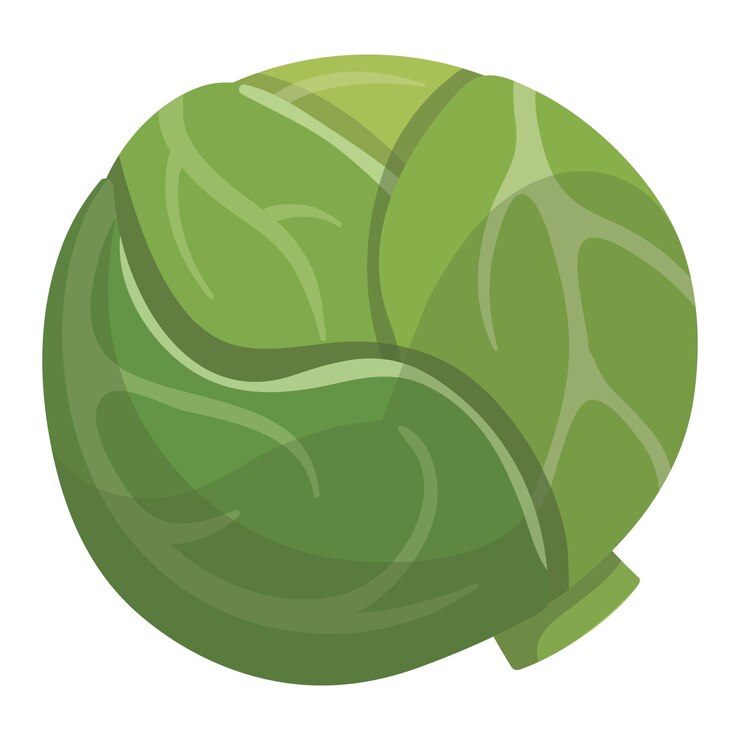Vecteur iocn de légumes de chou vert frais isolé sur fond blanc