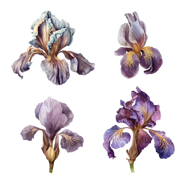 Iris fleur clipart isolé illustration vectorielle