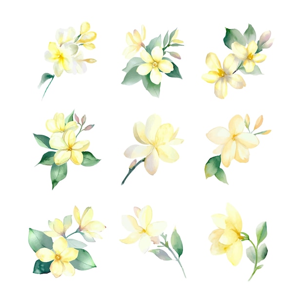 Jasminum nudiflorumEnsemble de fleurs de jasmin aquarelle isolé sur fond blanc