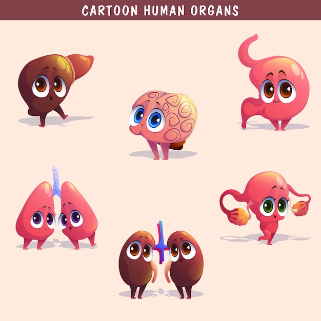 Jeu De Dessin Animé D'organes Humains