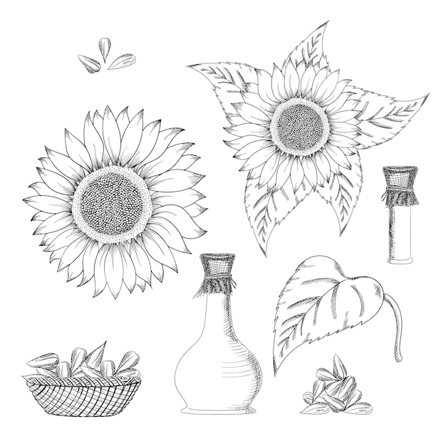 Jeu De Dessin Vectoriel Graine Et Fleur De Tournesol