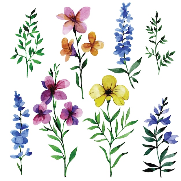 jeu de dessins à l'aquarelle avec des fleurs sauvages