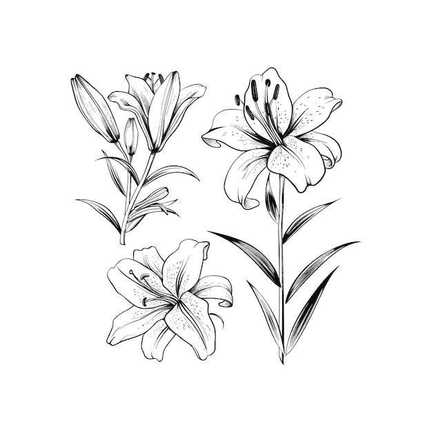 jeu d'illustration d'art vectoriel de dessin de fleurs de couleur noire