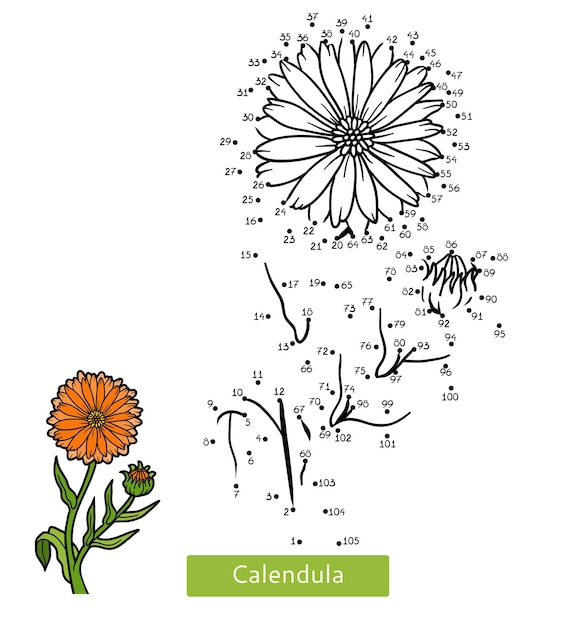 Jeu de nombres, jeu de point à point de l'éducation pour les enfants, fleur Calendula