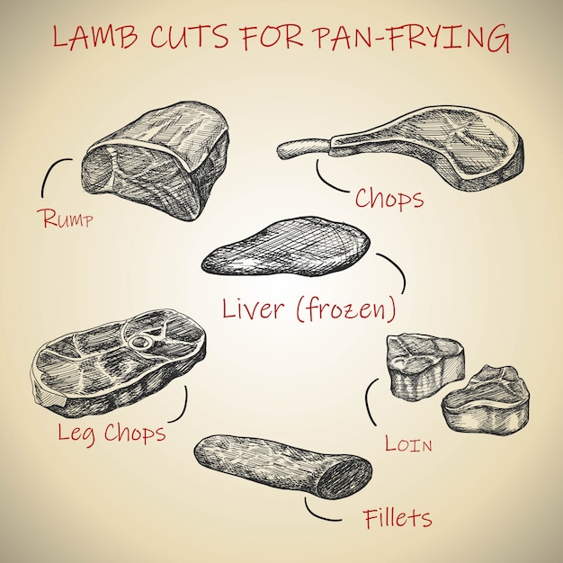 Vecteur jeu de viande dessiné à la main pour les coupes d'agneau pour la poêle.