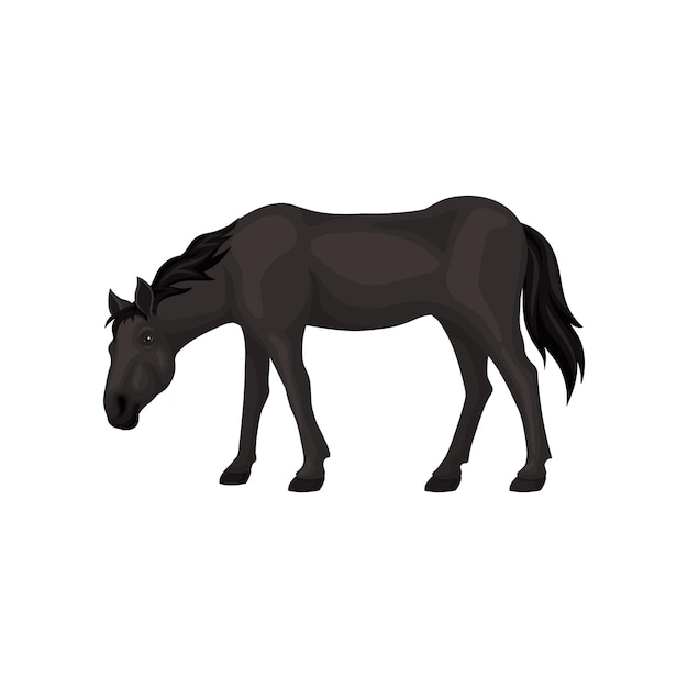 Vecteur joli cheval noir debout avec la tête vers le bas vue latérale joli animal domestique avec des sabots, une crinière coulante et une longue queue élément graphique pour enfants livre vecteur plat isolé sur fond blanc