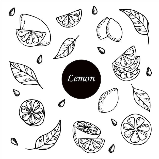 Joli Ensemble Dessiné à La Main Avec Des Tranches De Citron Avec Des Feuilles Et Des Graines Pour Le Menu Ou La Recette. Doodle Illustration Vectorielle