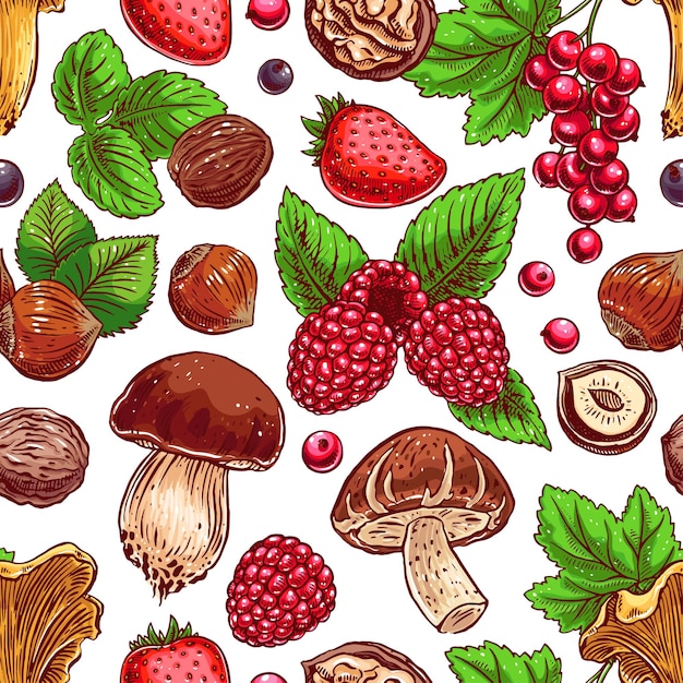 Joli fond transparent avec des baies mûres colorées, des noix et des champignons. illustration dessinée à la main