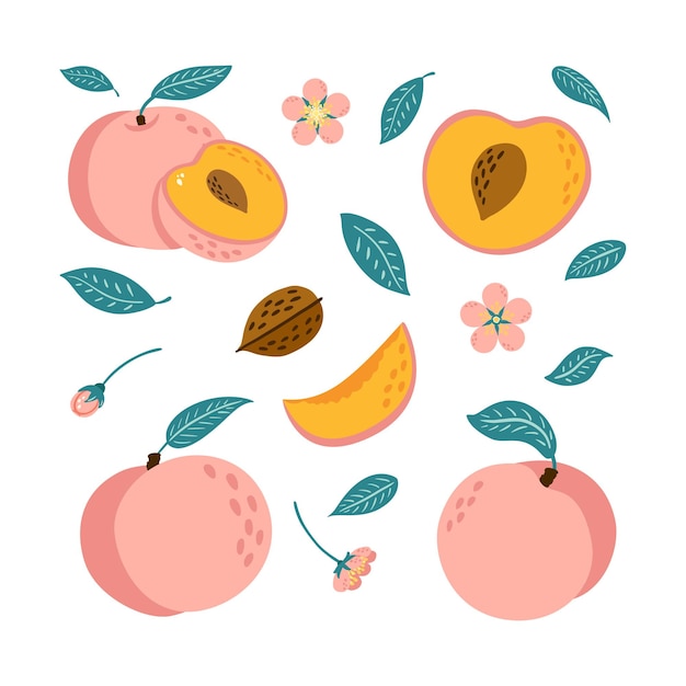 Vecteur juicy ripe sweet peaches set collection de fleurs et de feuilles de nectarine hachées entières à moitié coupées en tranches illustrations vibrantes pour la bannière de l'emballage de jus de logo et la conception de menus style de dessin animé