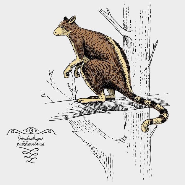Kangourou Arbre Gravé, Illustration Dessinée à La Main Dans Le Style Scratchboard Gravure Sur Bois