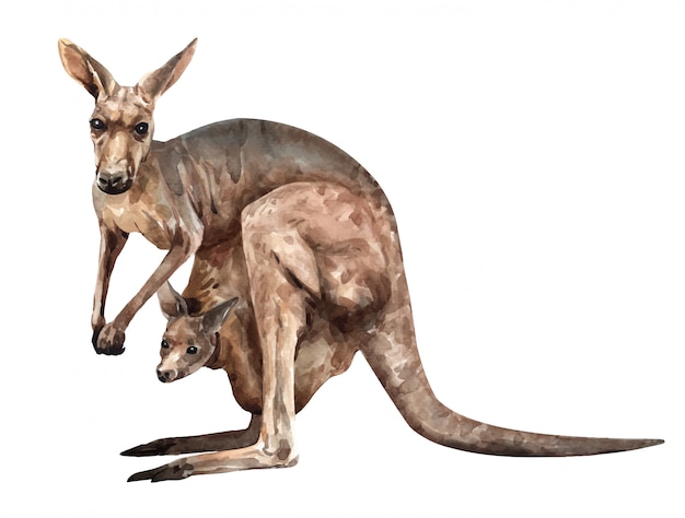 Kangourou avec un bébé. Aquarelle animale d'Australie.