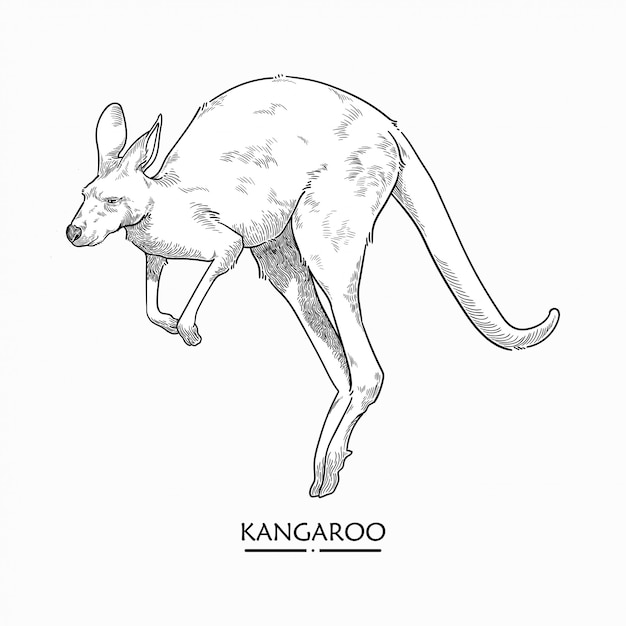 Kangourou Illustration Vecteur