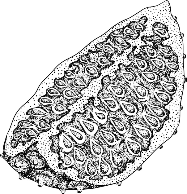 Kiwano Fruits Cucumis Metulifer Melon Cornu Vecteur Illustration De Gravure Dessinée à La Main