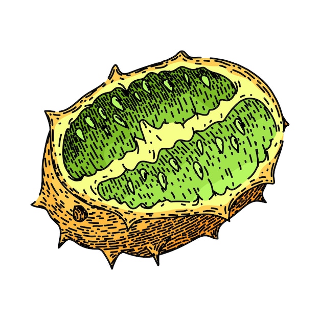 kiwano tropical dessiné à la main melon nourriture à cornes sucrées nature vert tropical kiwano vecteur croquis illustration couleur isolée