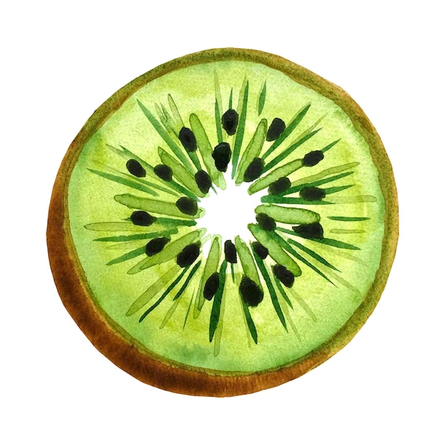 Kiwi fruit kiwi coupé au milieu de la main de fruit dessin aquarelle