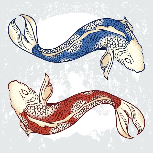 Koi Carp Illustrations