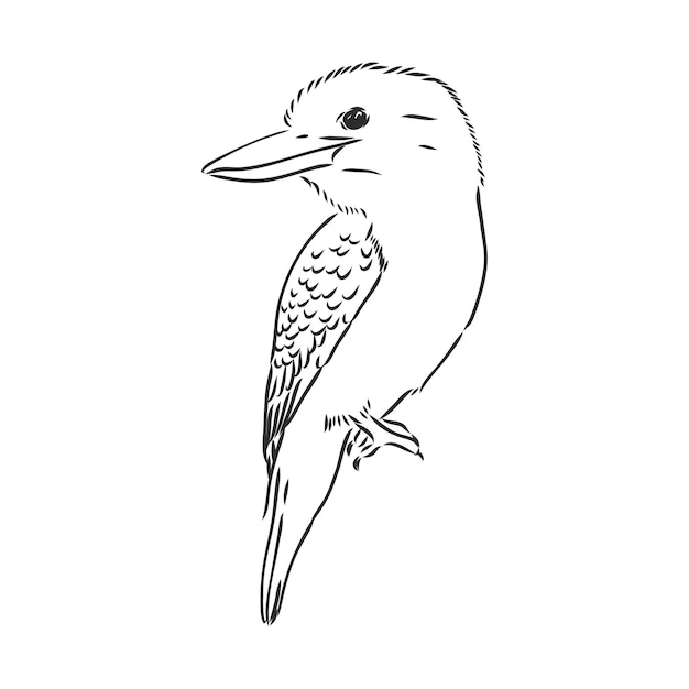 Kookaburra à contour noir birdvector dessin illustration de croquis de vecteur de kookaburra