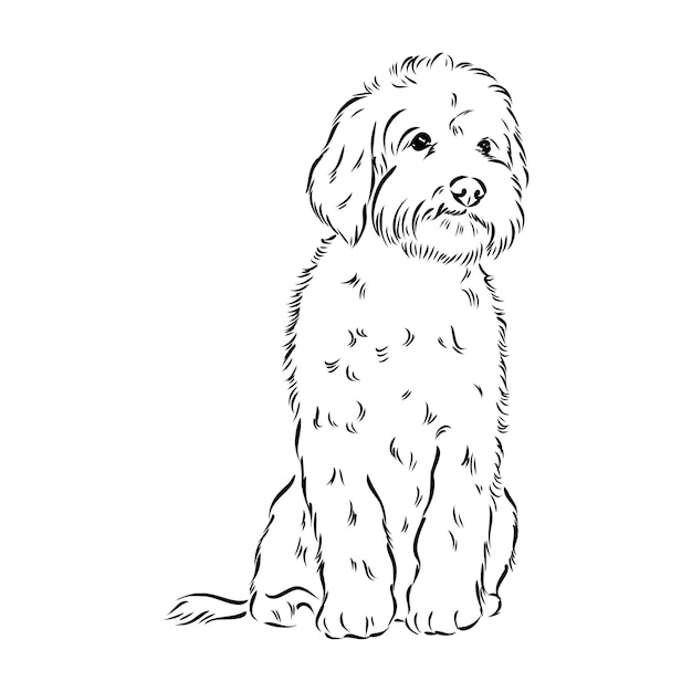 Labradoodle Mix Chien Caniche Australien Labradoodle Vecteur Croquis Croquis De Vecteur Caniche Australien