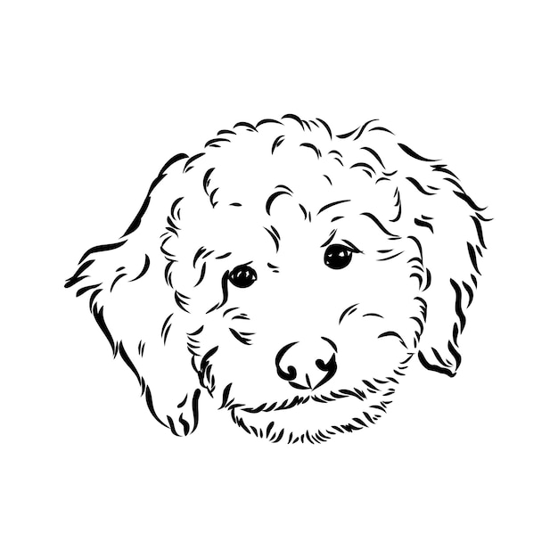 Labradoodle Mix Chien Caniche Australien Labradoodle Vecteur Croquis Croquis De Vecteur Caniche Australien