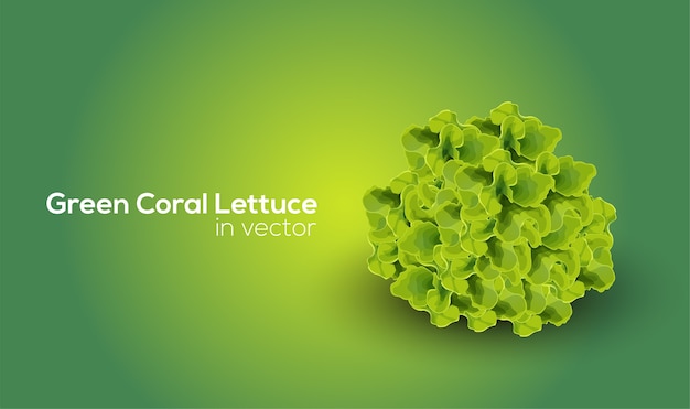 Laitue Corail Vert Clipart Vectoriel