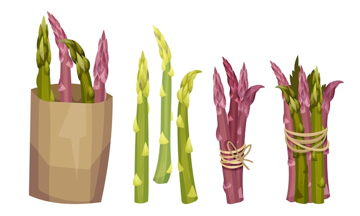 Vecteur des lances d'asperges vertes fraîches attachées à une corde et enveloppées dans un jeu vectoriel de papier artisanal